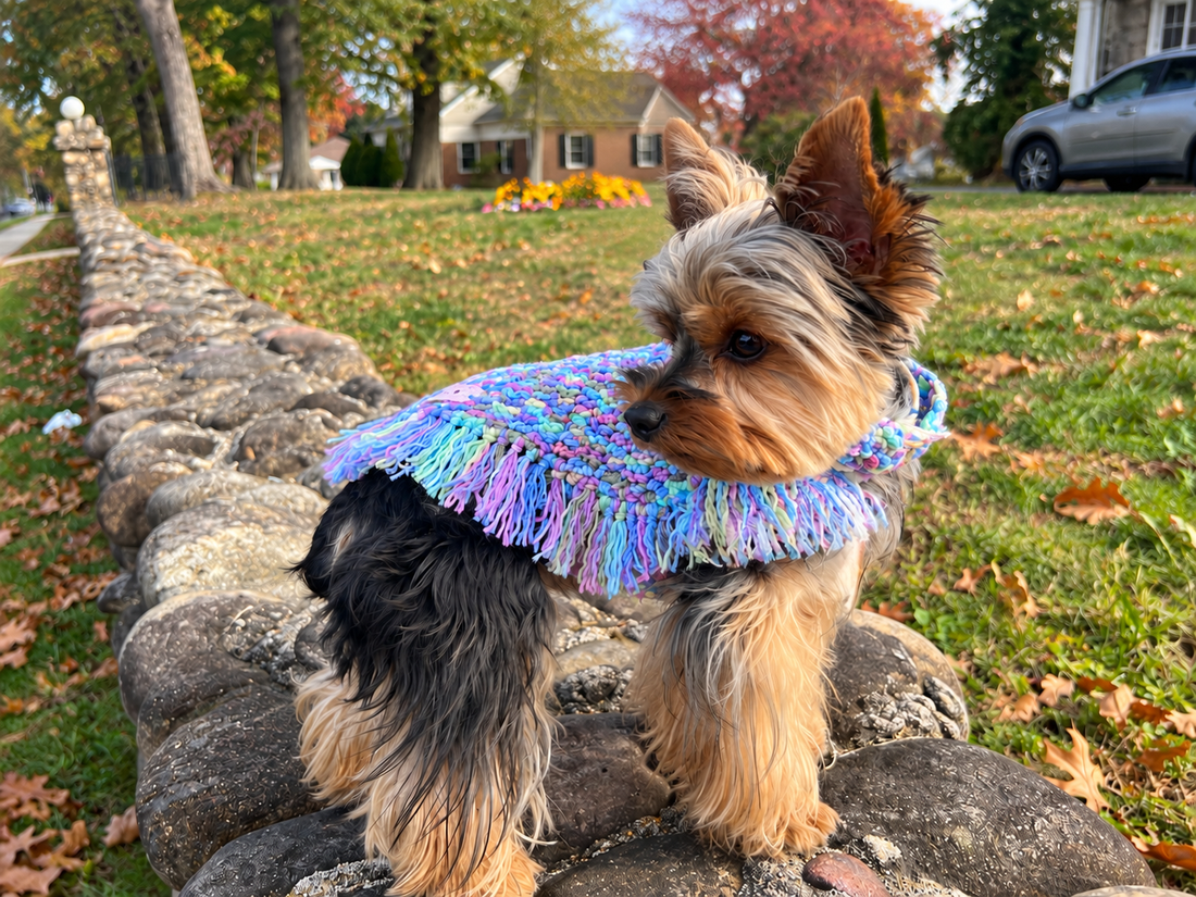 Yorkshire Terrier wearing a handmade crochet vest outdoors in autumn