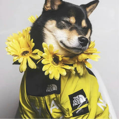 Waterproof Windbreaker for Dogs