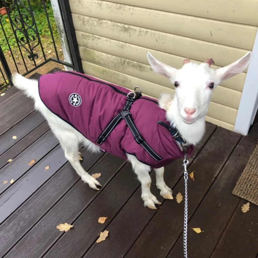 Warm Waterproof Jacket with Harness